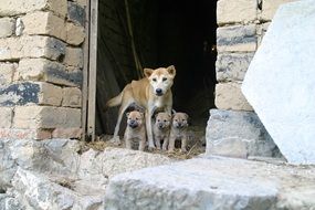 dog and its puppies