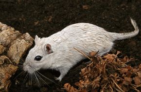 white mouse with black eyes