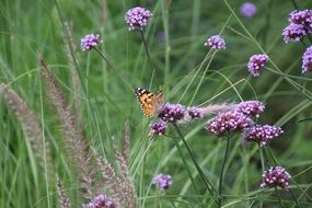 little fox butterfly on the wild meadow