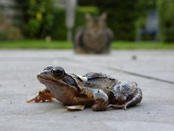 grey Frog