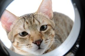 cat looks in the tube