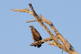 Vulture in Botswana
