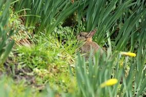 young Bunny on grass among daffodils
