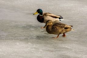 ducks on a winter pond