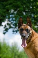 Portrait of Malinois doggie