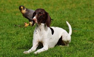 relaxed dog lying on the grass