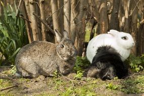 rabbits near the bushes