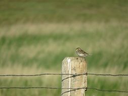 a sparrow sitting on a fence on a background of green grass