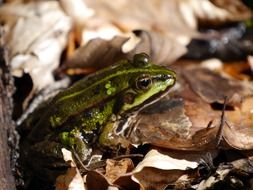 Colorful frog on the leaves on the ground