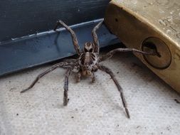 big scary black tarantula