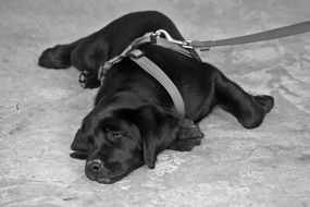 black labrador lies on a stone