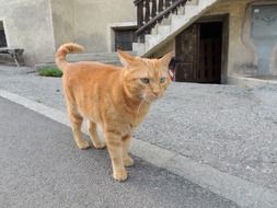 adorable red domestic cat