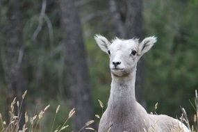 Big Horn Sheep Lamb Sheep