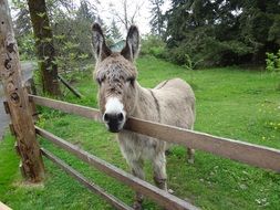 donkey stands behind a wooden fence, usa, braying