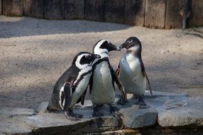 Penguin Water Bird in Zoo