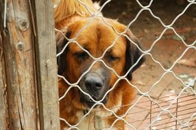 dog in the paddock