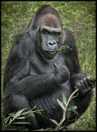 black Gorilla Animal eating plants