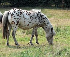 domestic spotted pony on the meadow