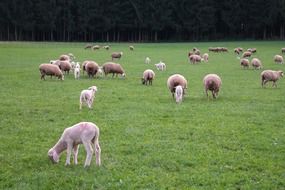 a flock of lambs and sheep in a meadow