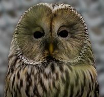 Kautz Owl