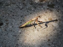 beautiful and amazing Mantis