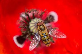 insect inside poppy closeup