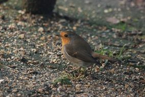 Robin Bird or Erithacus rubecula