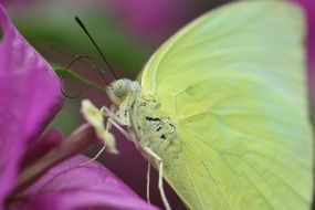 macro photo of butterfly cabbage soup on a pink petal