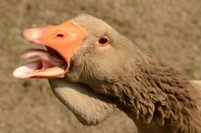 goose hisses