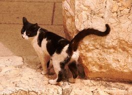 Black and white cat near the stone