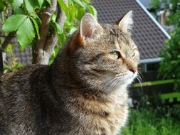 domestic cat on a green tree background