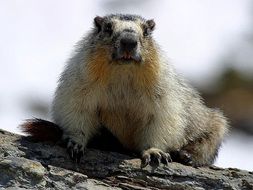 groundhog on a tree trunk