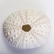 beatuful sea shell