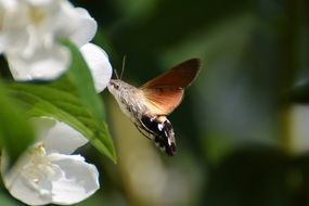 hummingbird hawk moth produces nectar