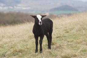 Lamb Spring Feast