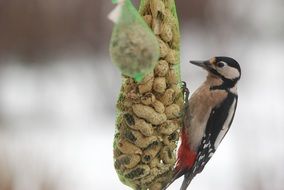 wild woodpecker near a feeding bowl with nuts