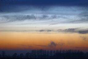 flock of wild flying geese at sunset