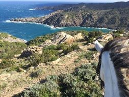 Horse Nature