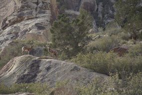 picture of the Goats on a mountain