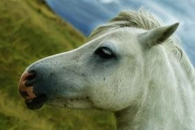 head of a white horse on a background of green hill