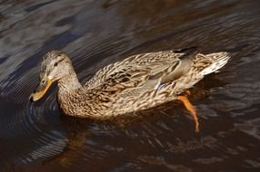 gray female duck in the water