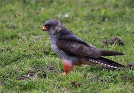 Wild bird falcon on green grass