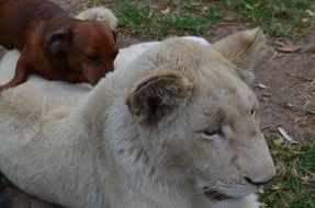 Lion With Dog playing in Africa