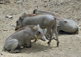 African pigs on the farm