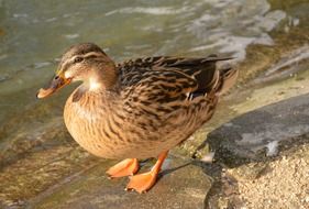 Duck Bird near pond standing