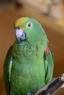 green parrot on a blurry background