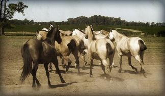 herd of horses on a farm