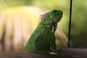 portrait of Green Iguana in West Indies
