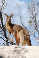 kangaroo among nature on a sunny day