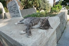 Cat lies on its side on stone fence in park among the plants